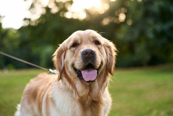 Golden retriever on a walk